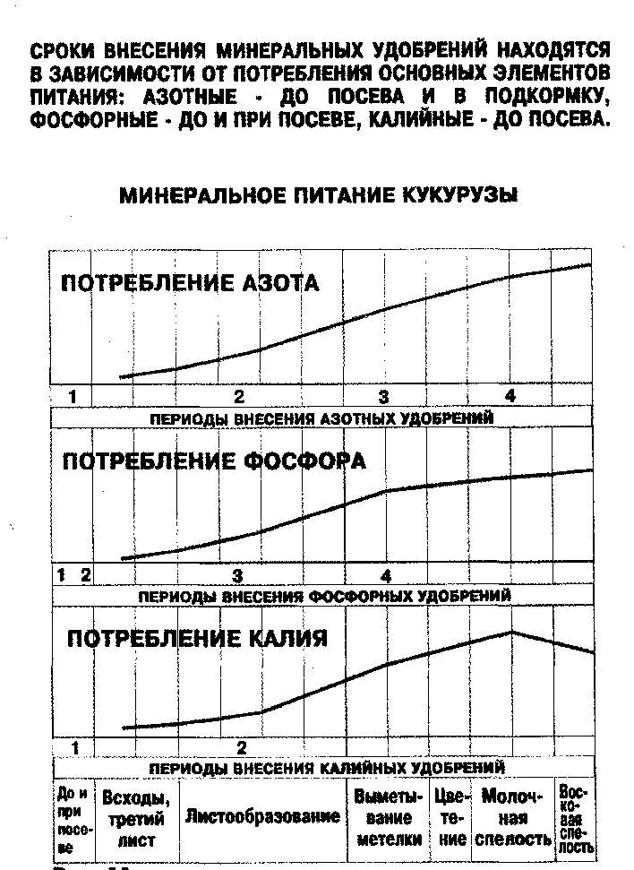 mineralnoepitaniekukuruzy.jpg